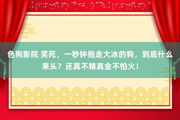 色狗影院 笑死，一秒钟拖走大冰的狗，到底什么来头？还真不精真金不怕火！