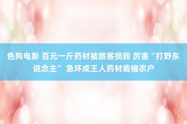 色狗电影 百元一斤药材被旅客损毁 厉害“打野东说念主” 急坏成王人药材栽植农户